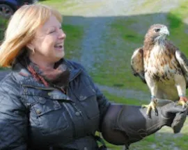 Falconry Experience Wales