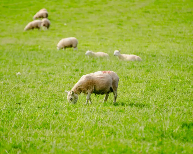 Hay-on-Wye Caravan Park